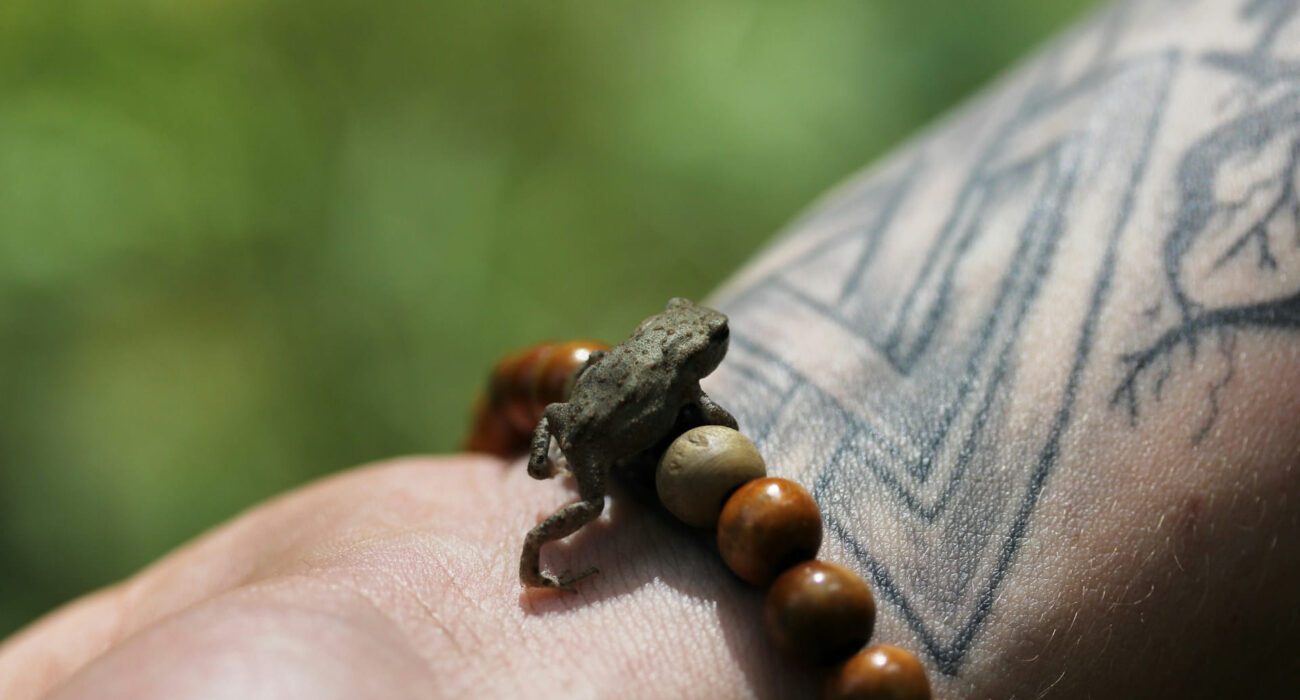 The Hidden Meanings Behind Your Turtle Bracelet: Ancient Wisdom on Your Wrist