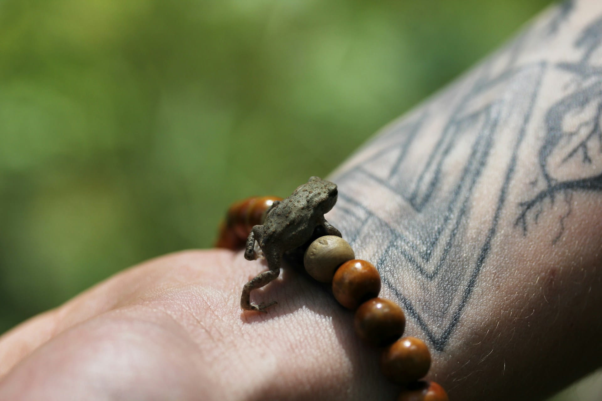 turtle bracelet